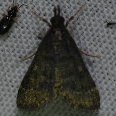 Steniini
