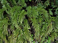 Blechnum montanum