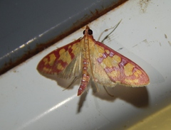 Stenochora lancinalis