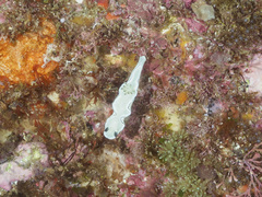 Doriprismatica atromarginata