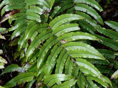 Blechnum montanum