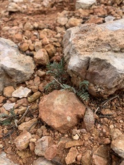 Astragalus limnocharis limnocharis