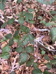 Rubus pensilvanicus