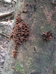 Trametes sanguinea