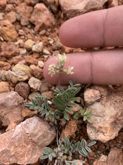 Astragalus limnocharis limnocharis