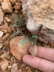 Astragalus limnocharis limnocharis
