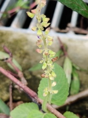 Coleus monostachyus