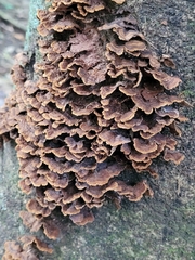 Trametes sanguinea