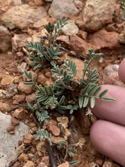 Astragalus limnocharis limnocharis