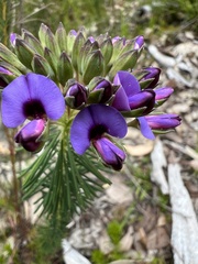 Gompholobium confertum