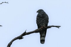 Chondrohierax uncinatus