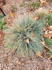Festuca glauca