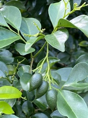 Murraya omphalocarpa