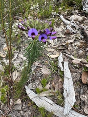 Gompholobium confertum