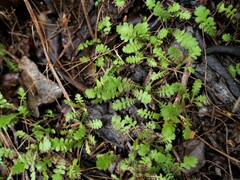 Leptinella squalida