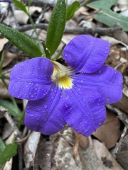 Scaevola striata