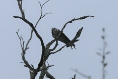 Chondrohierax uncinatus
