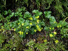 Ranunculus nivicola