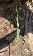 Calochilus