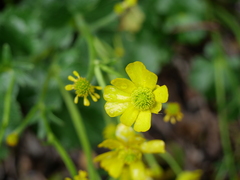 Ranunculus nivicola
