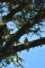 Turdus migratorius confinis