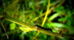 Pareuchaetes pseudoinsulata