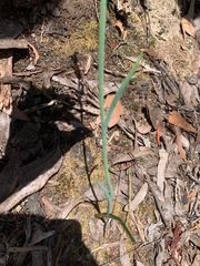 Calochilus