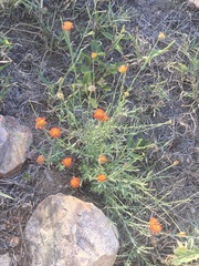 Lasiosiphon rubescens