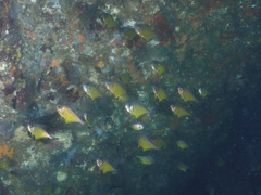 Pempheris affinis