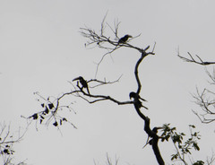 Pteroglossus pluricinctus