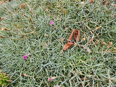 Dianthus gratianopolitanus