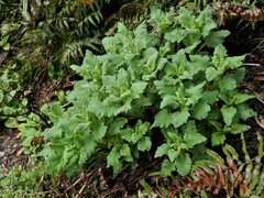 Senecio rufiglandulosus