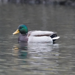 Anas platyrhynchos