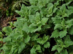 Senecio rufiglandulosus