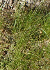 Bouteloua aristidoides