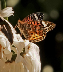Argynnis hyperbius hybrida