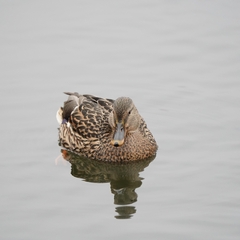 Anas platyrhynchos