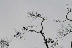 Pteroglossus pluricinctus