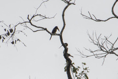 Pteroglossus pluricinctus