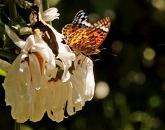 Argynnis hyperbius hybrida