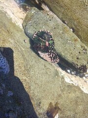 Acanthopleura echinata