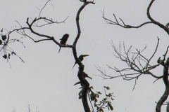 Pteroglossus pluricinctus