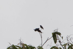 Chelidoptera tenebrosa