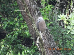 Haliaeetus ichthyaetus