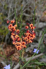 Daviesia brevifolia