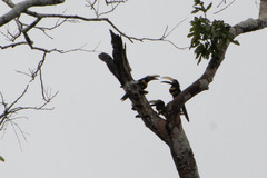 Pteroglossus pluricinctus