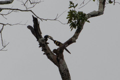 Pteroglossus pluricinctus