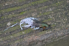 Pterodictya reticularis