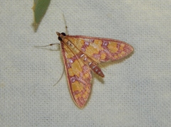 Stenochora lancinalis