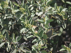 Santalum ellipticum